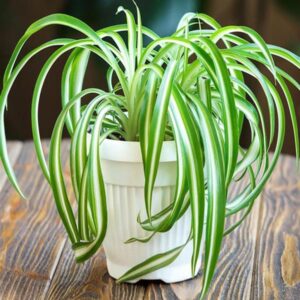 plantnurseryonline cholorophytum comosum spider plant