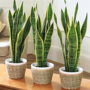 plantnurseryonline sansevieria trifasciata golden hahnii snake