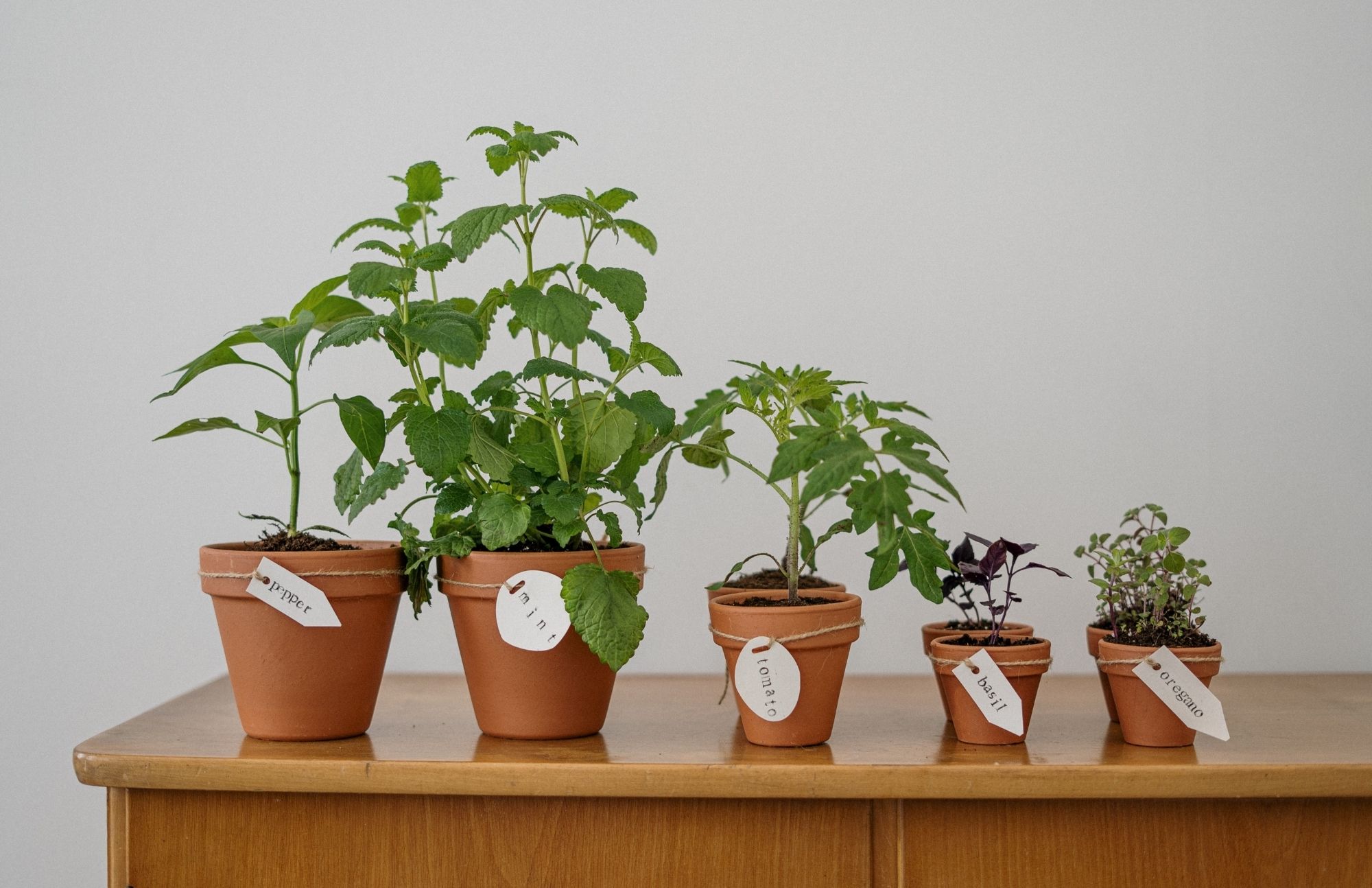 10 plantas exteriores resistentes al sol - ARQZON