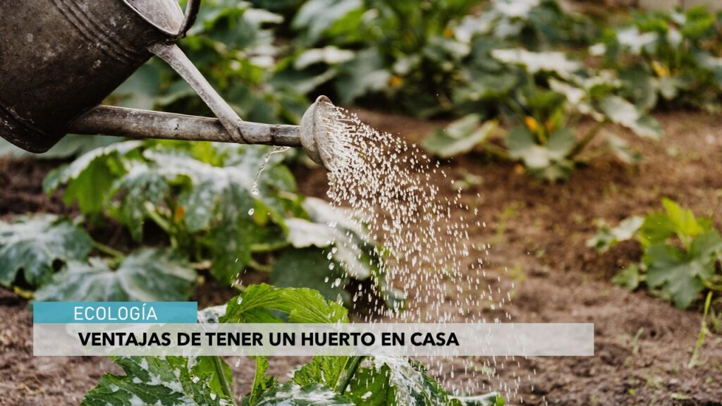 VENTAJAS DE TENER UN HUERTO URBANO