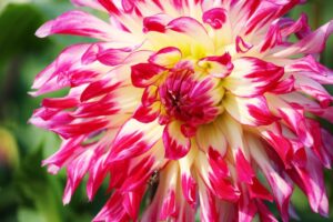 10 plantas exteriores resistentes al sol 8 aster bloom blossom 34316