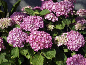 10 plantas exteriores resistentes al sol 10 flowers 3596734 1920