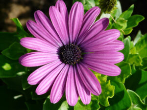 10 plantas exteriores resistentes al sol 4 gerbera 8212 1920