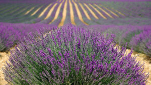 10 plantas exteriores resistentes al sol 7 lavender 894919 1920
