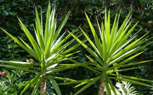 10 plantas exteriores resistentes al sol 9 yucca interior 300x187 1