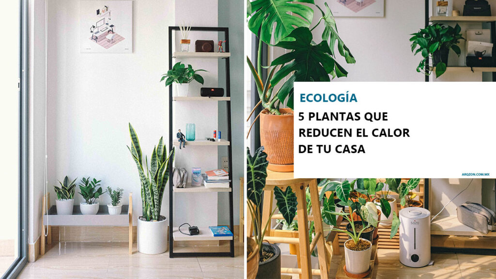 5 Plantas que reducen el calor de tu casa