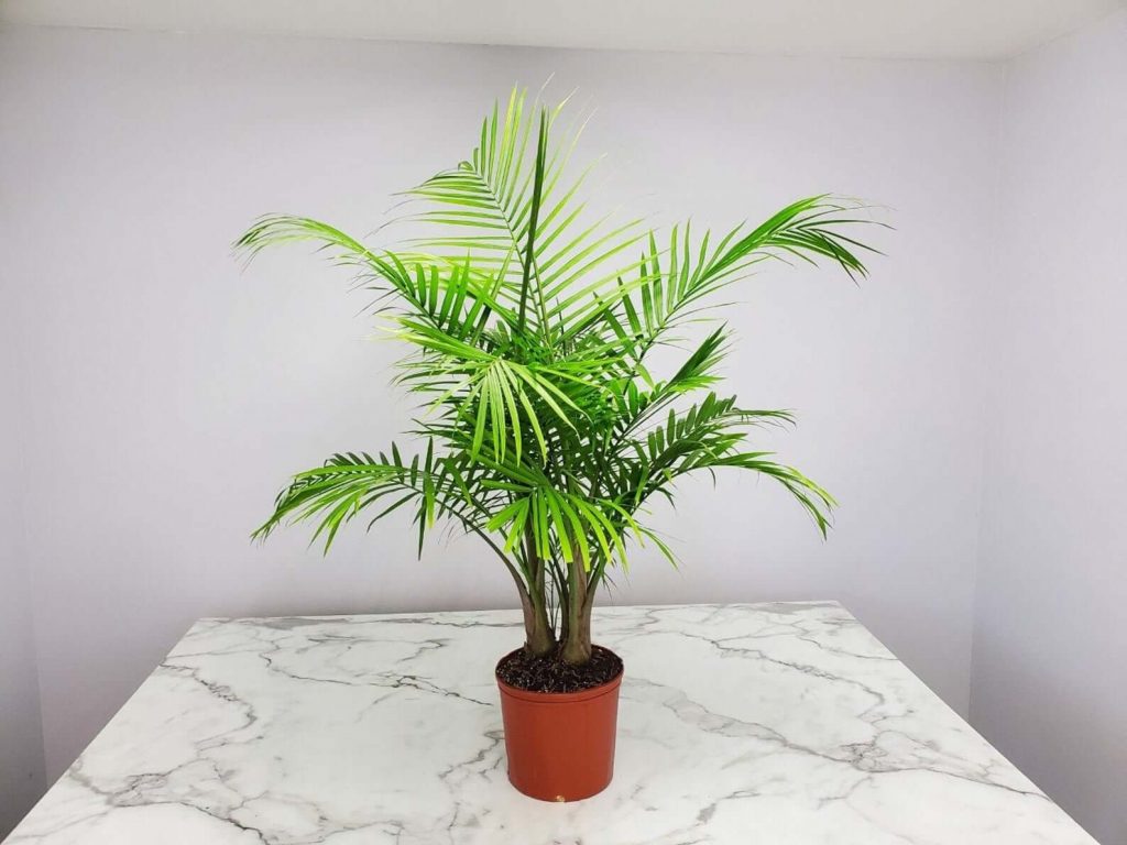 daktylowiec kanaryjski palma domowa